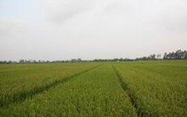 Bắc Ninh phấn đấu gieo cấy 36.000 ha lúa mùa